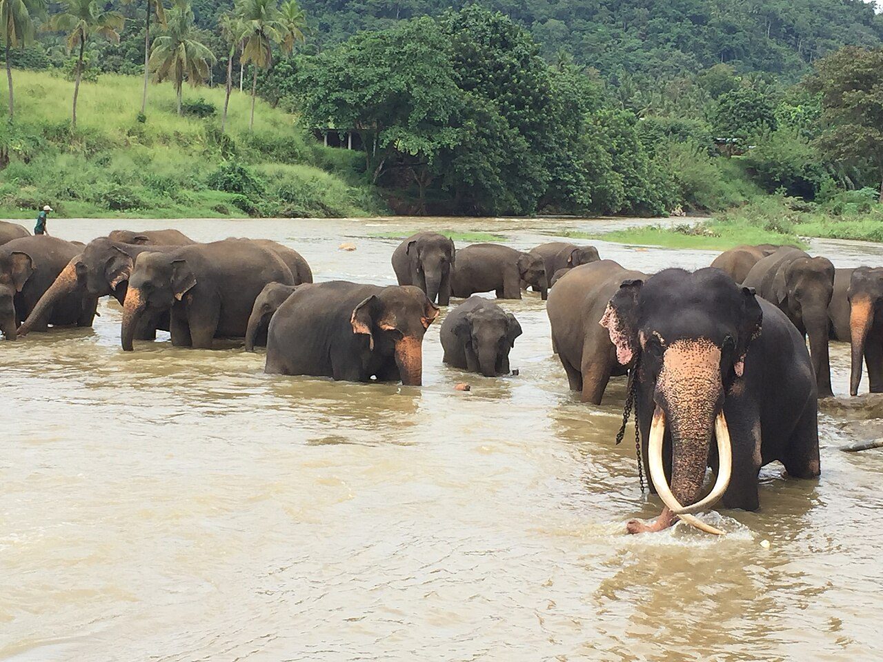 Pinnawala Elephant Orphanage