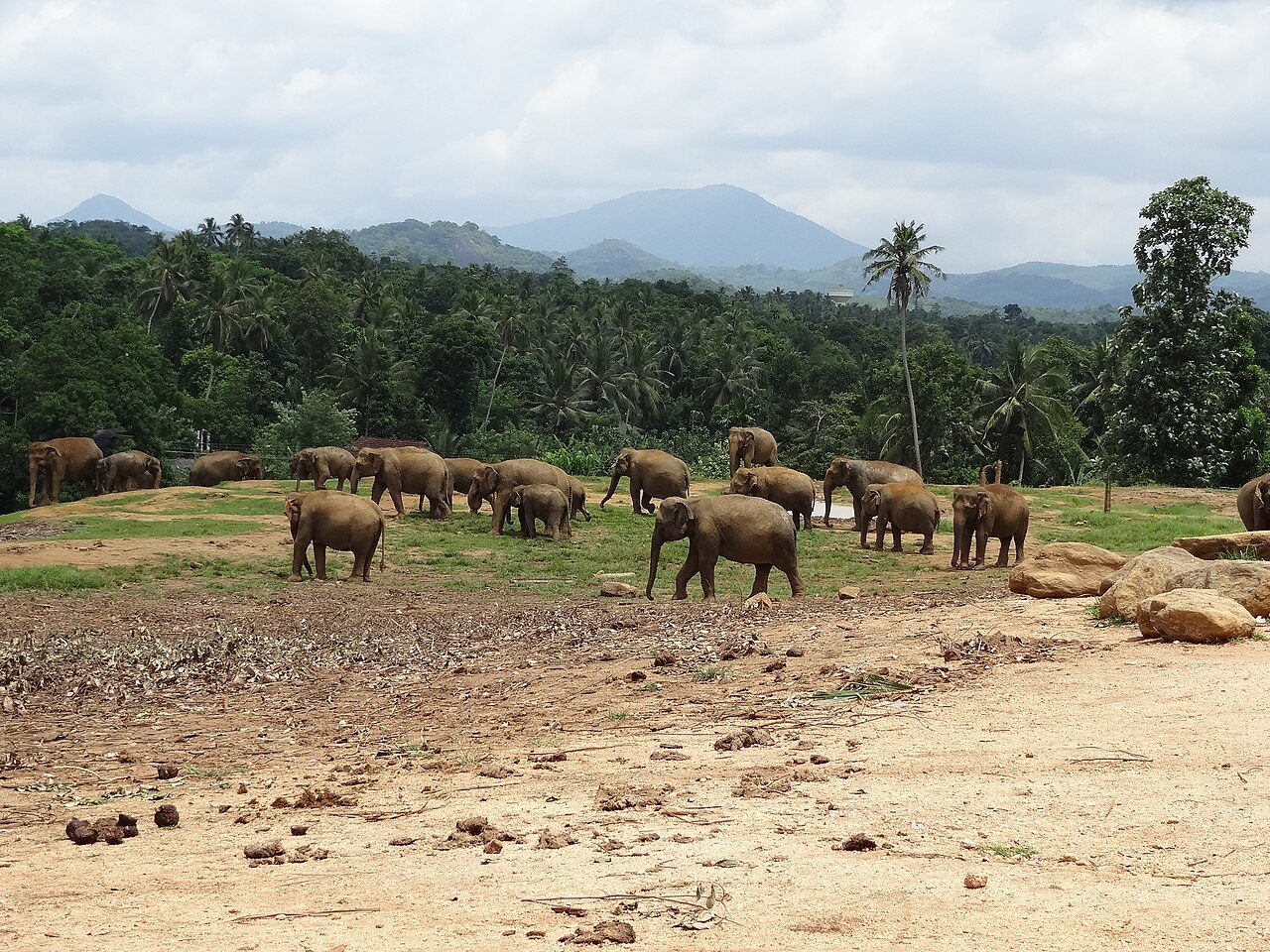 Pinnawala Elephant Orphanage
