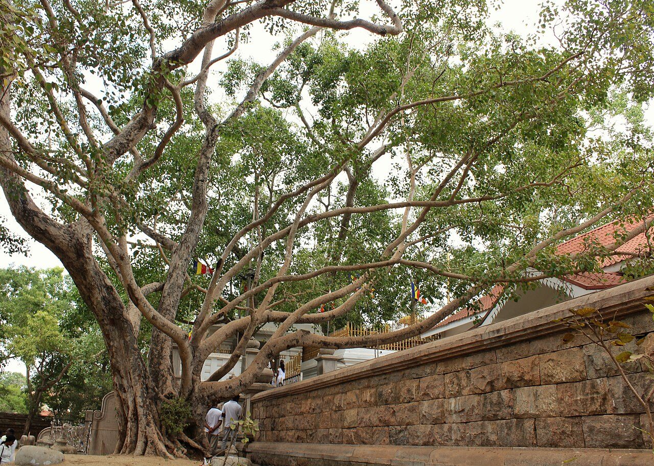 Jaya Sri Maha Bodhi