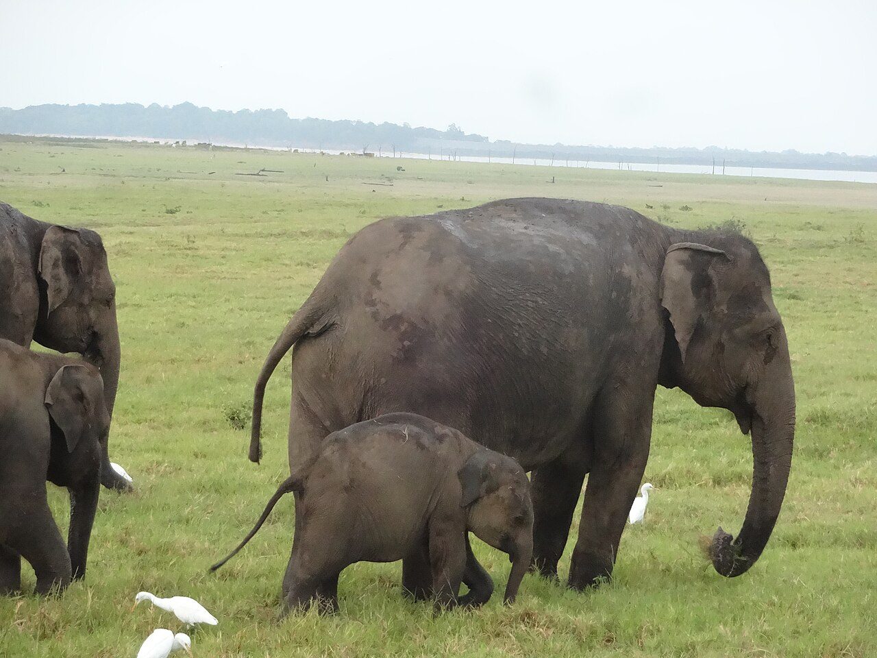 Kaudulla National Park