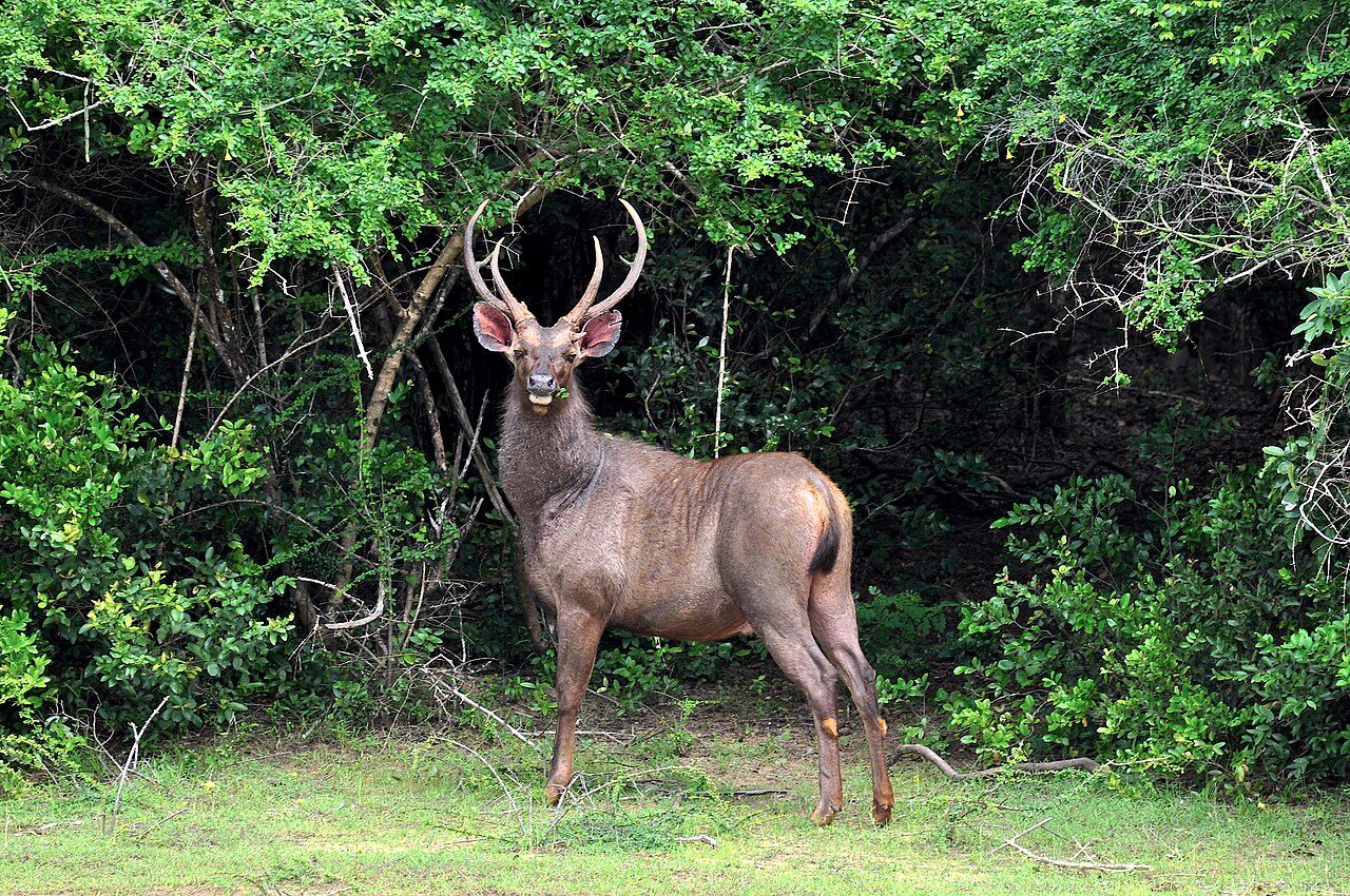 Wilpattu National Park