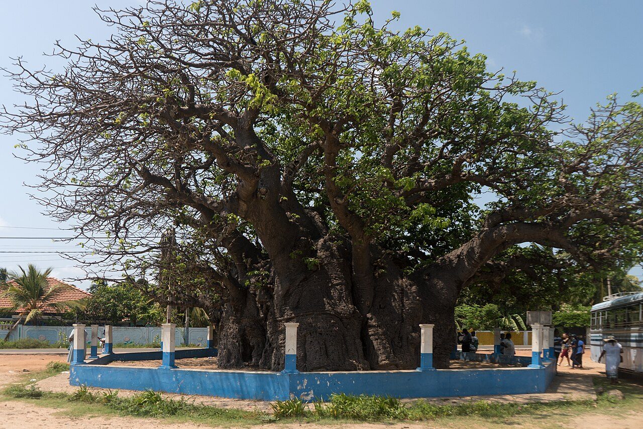 Baobab Tree Mannar