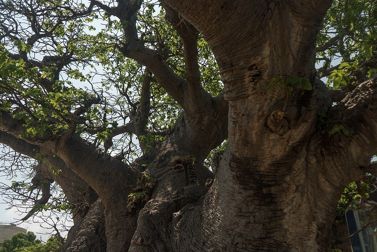 Baobab Tree Mannar