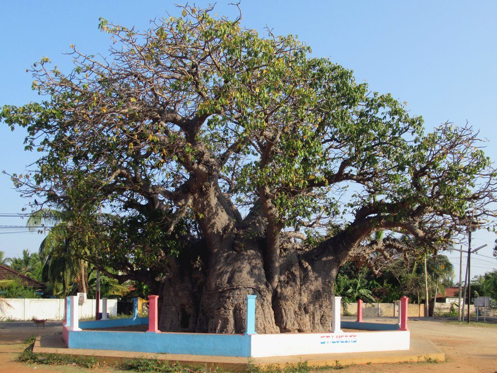 Baobab Tree Mannar