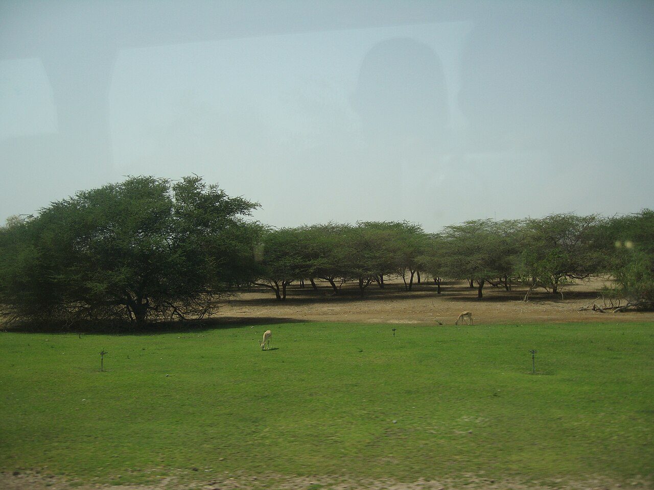 Sir Bani Yas Island