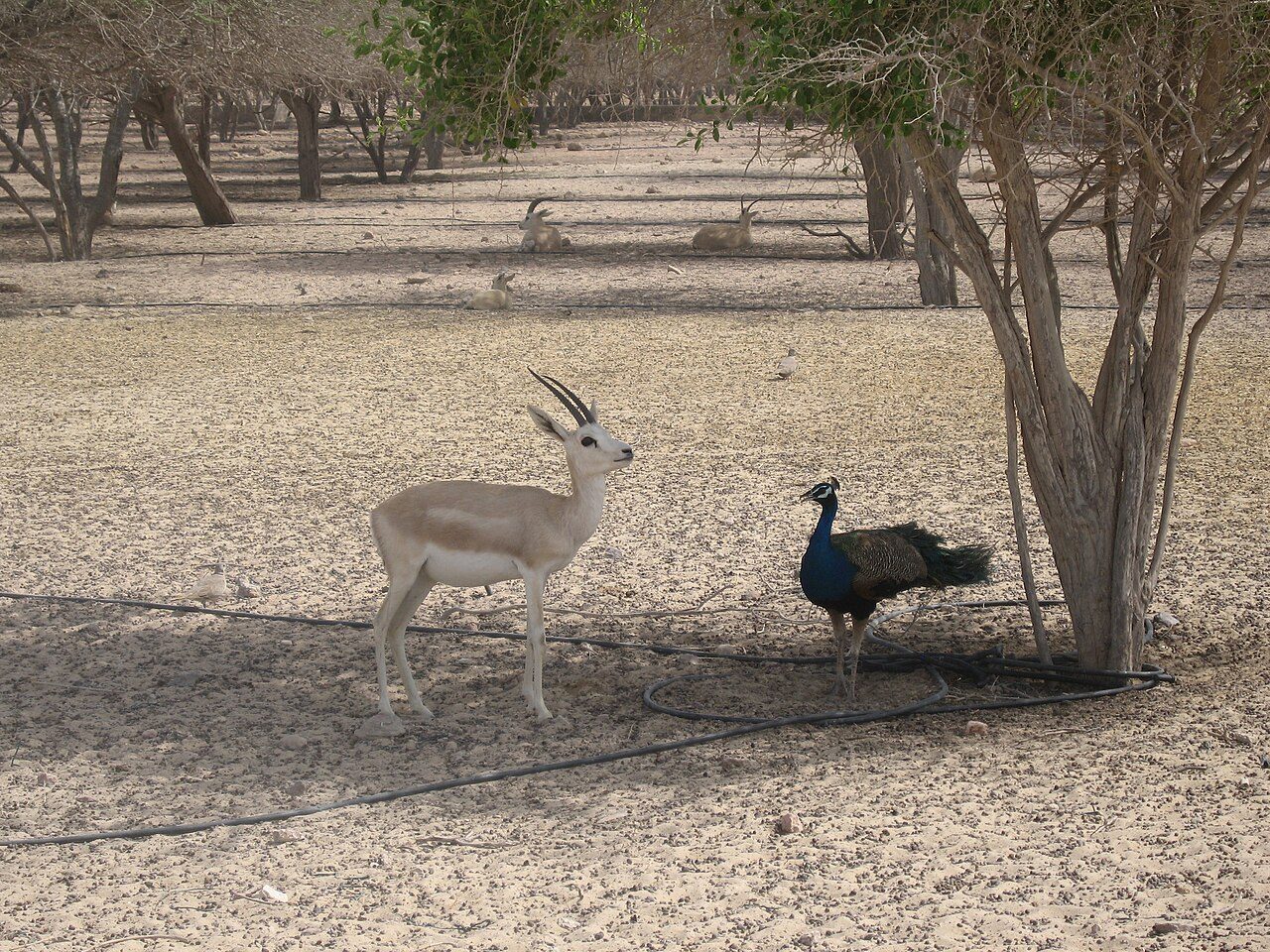 Sir Bani Yas Island