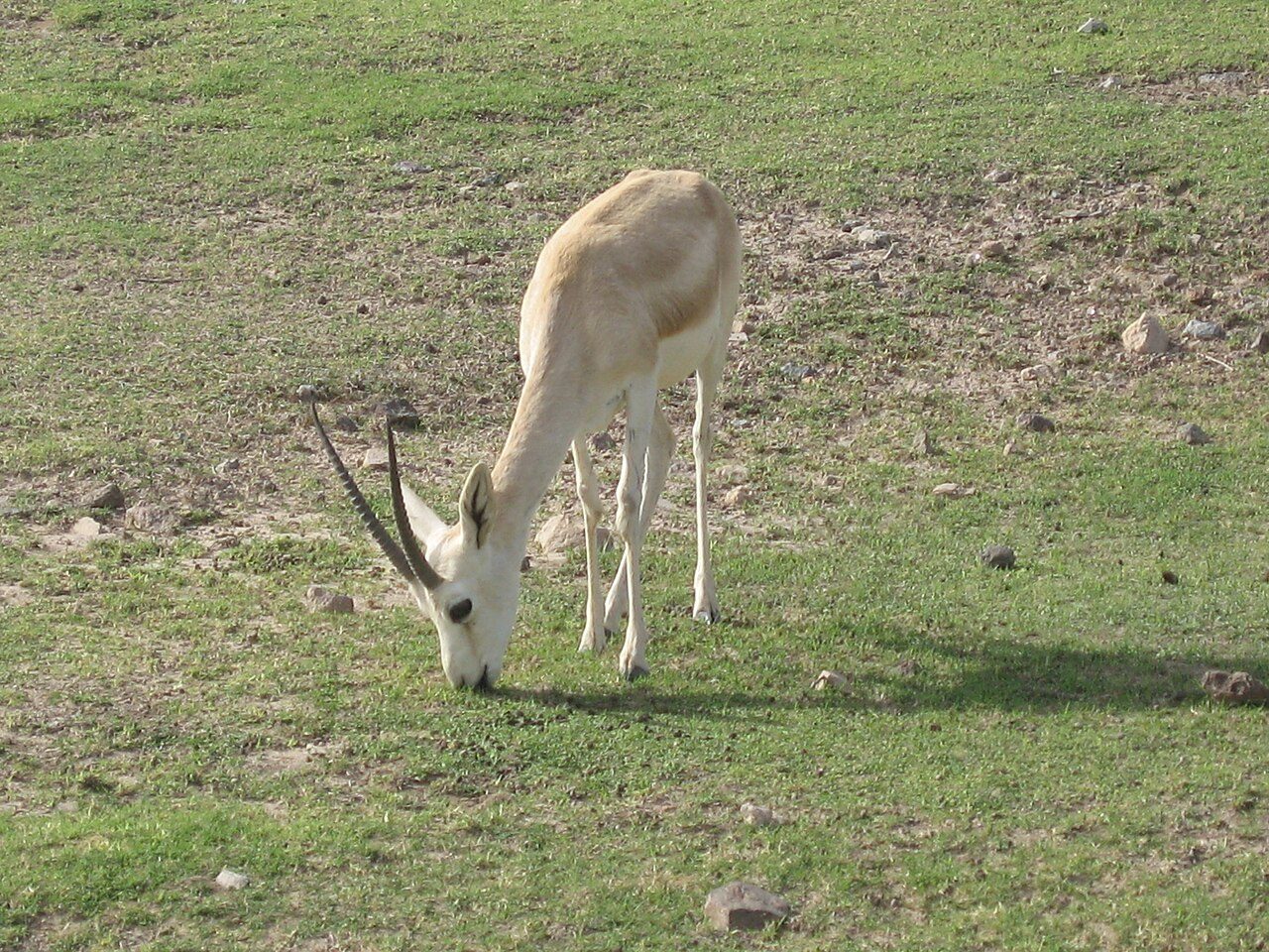 Sir Bani Yas Island