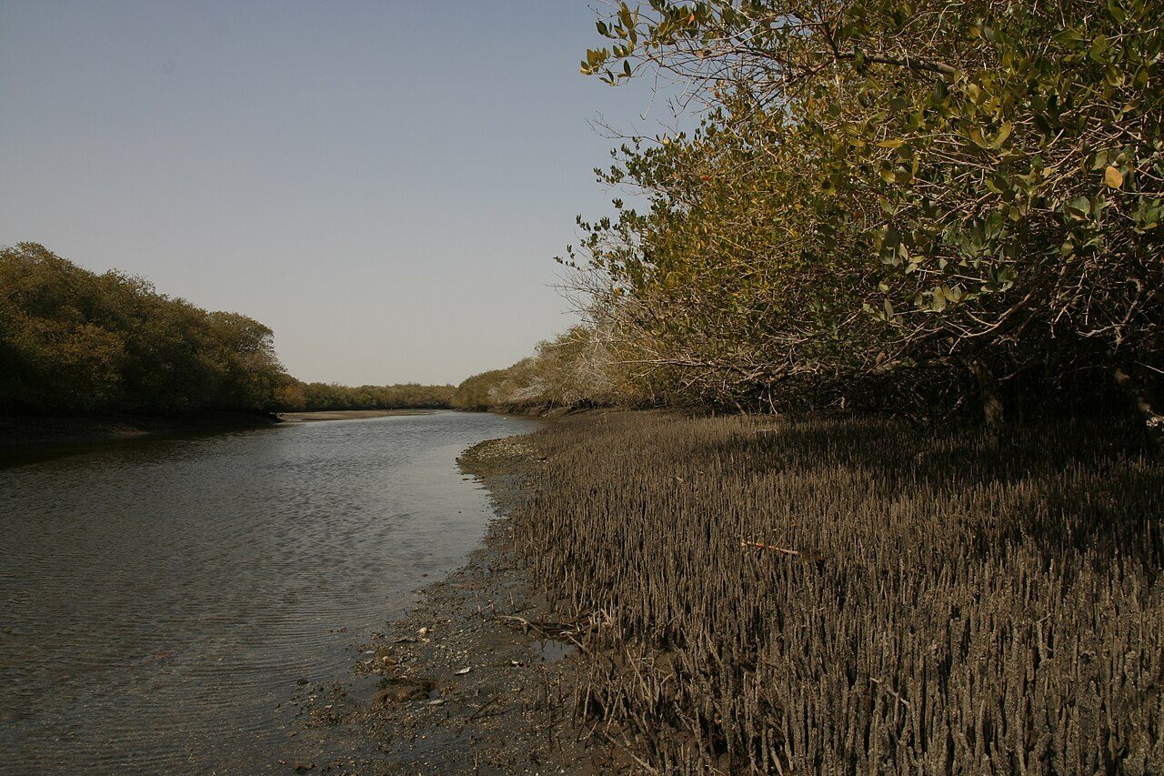Khor Kalba Mangroves
