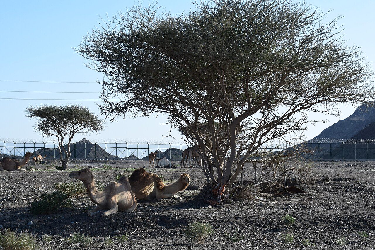 Wadi Shawka