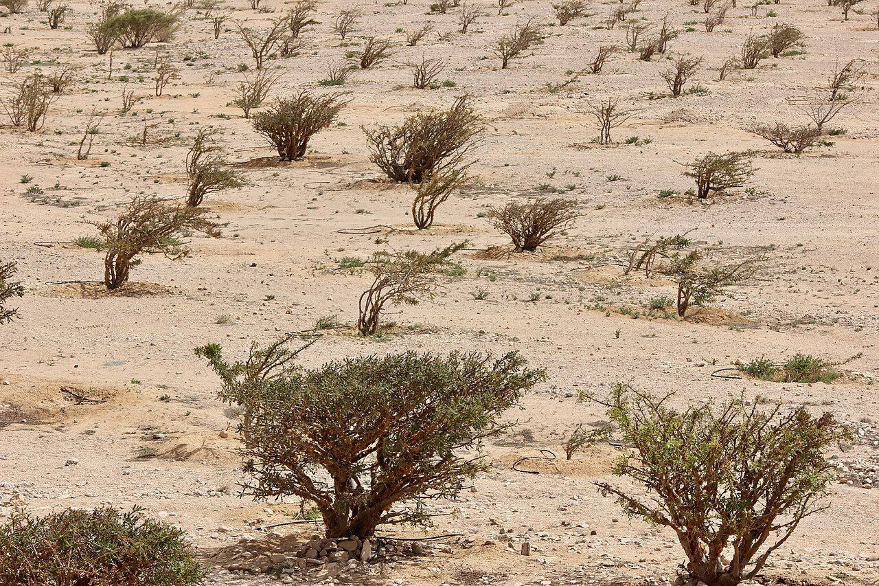 Wadi Dawkah