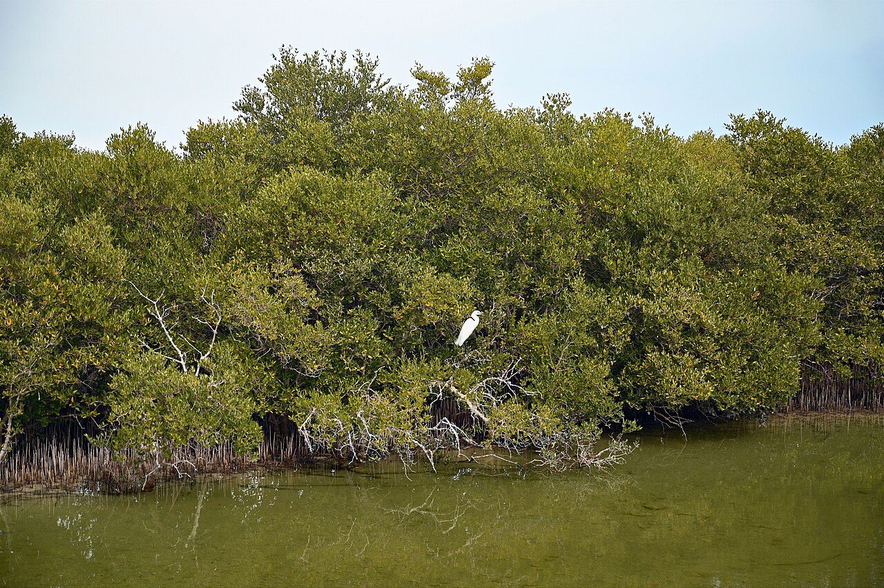 Al Thakira Mangroves