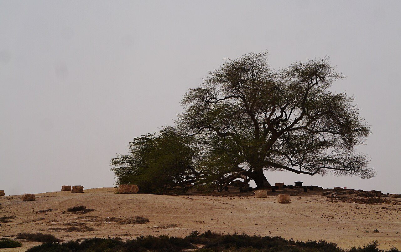 Tree of Life