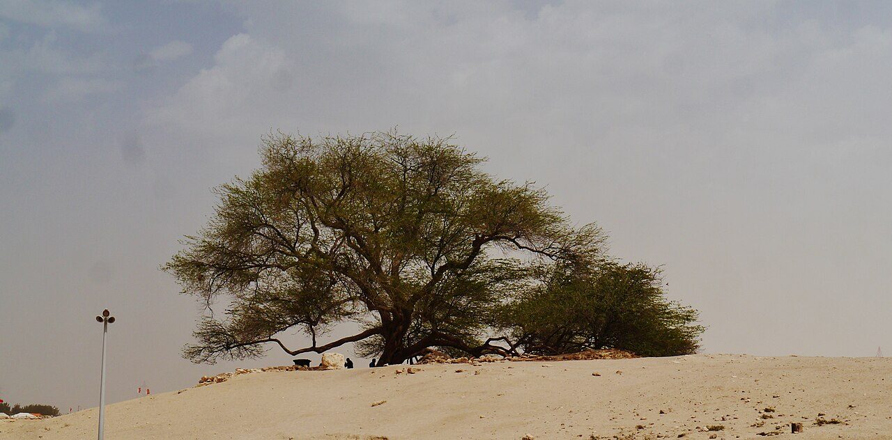 Tree of Life