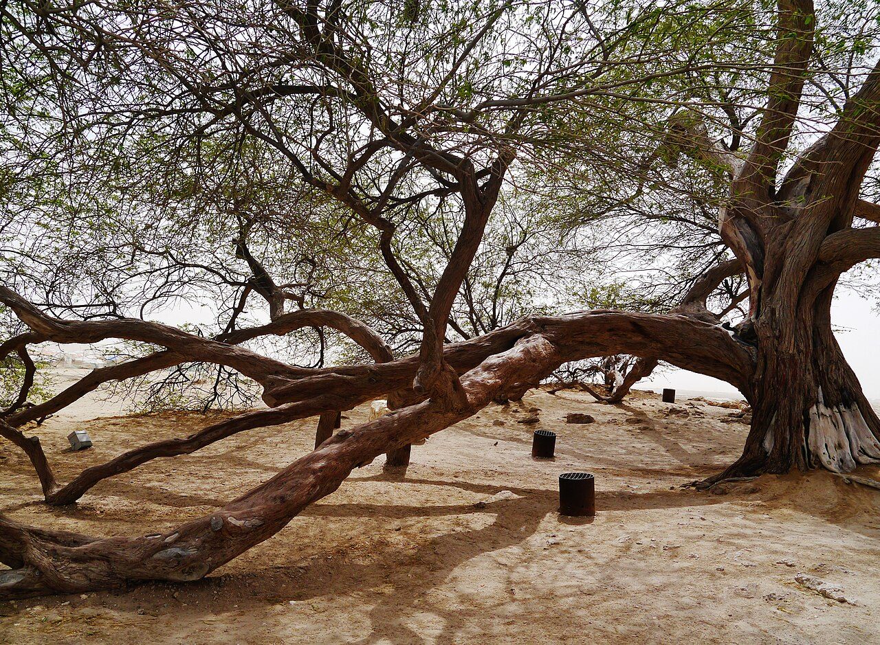 Tree of Life