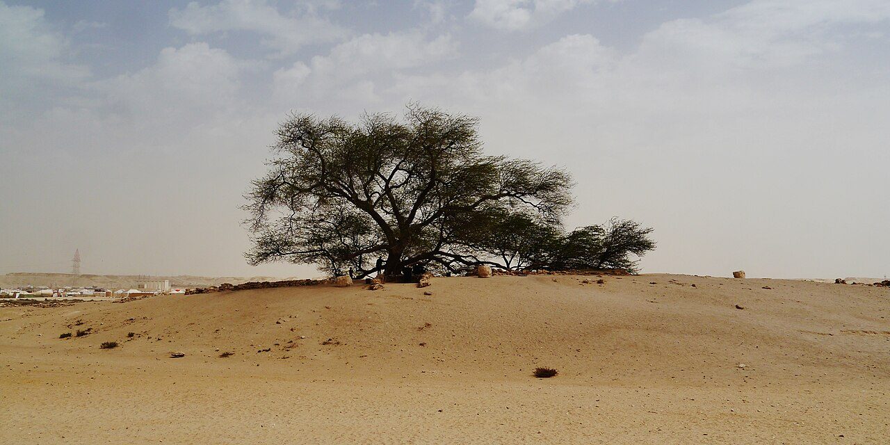 Tree of Life