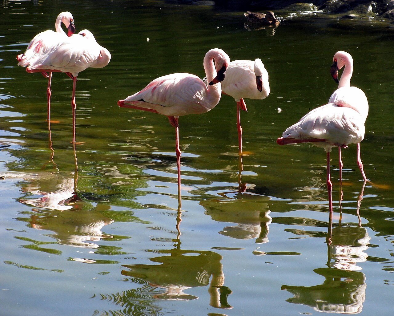 Al Areen Wildlife Park
