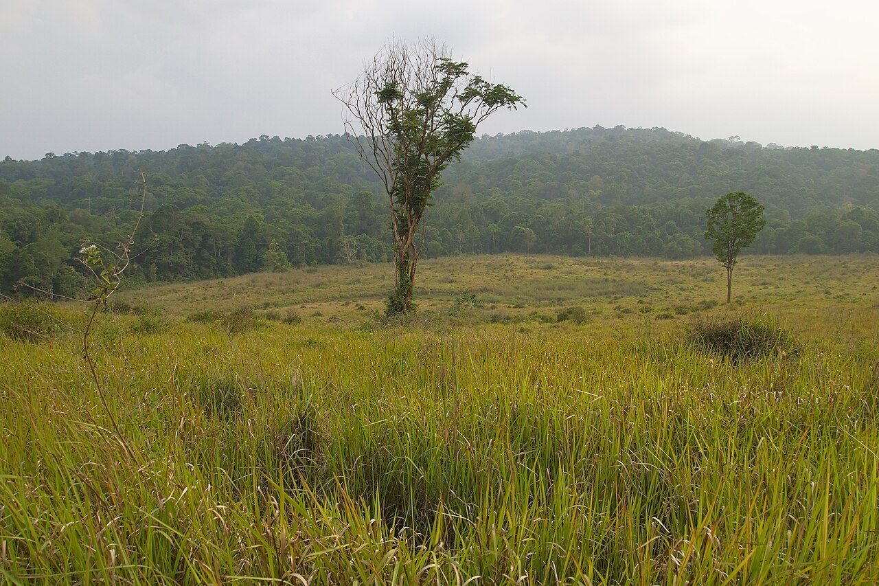 Khao Yai National Park