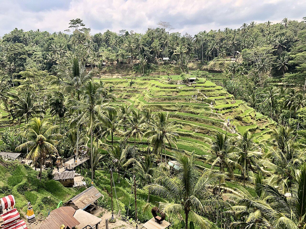 Tegallalang Rice Terraces