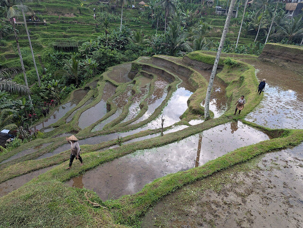 Tegallalang Rice Terraces