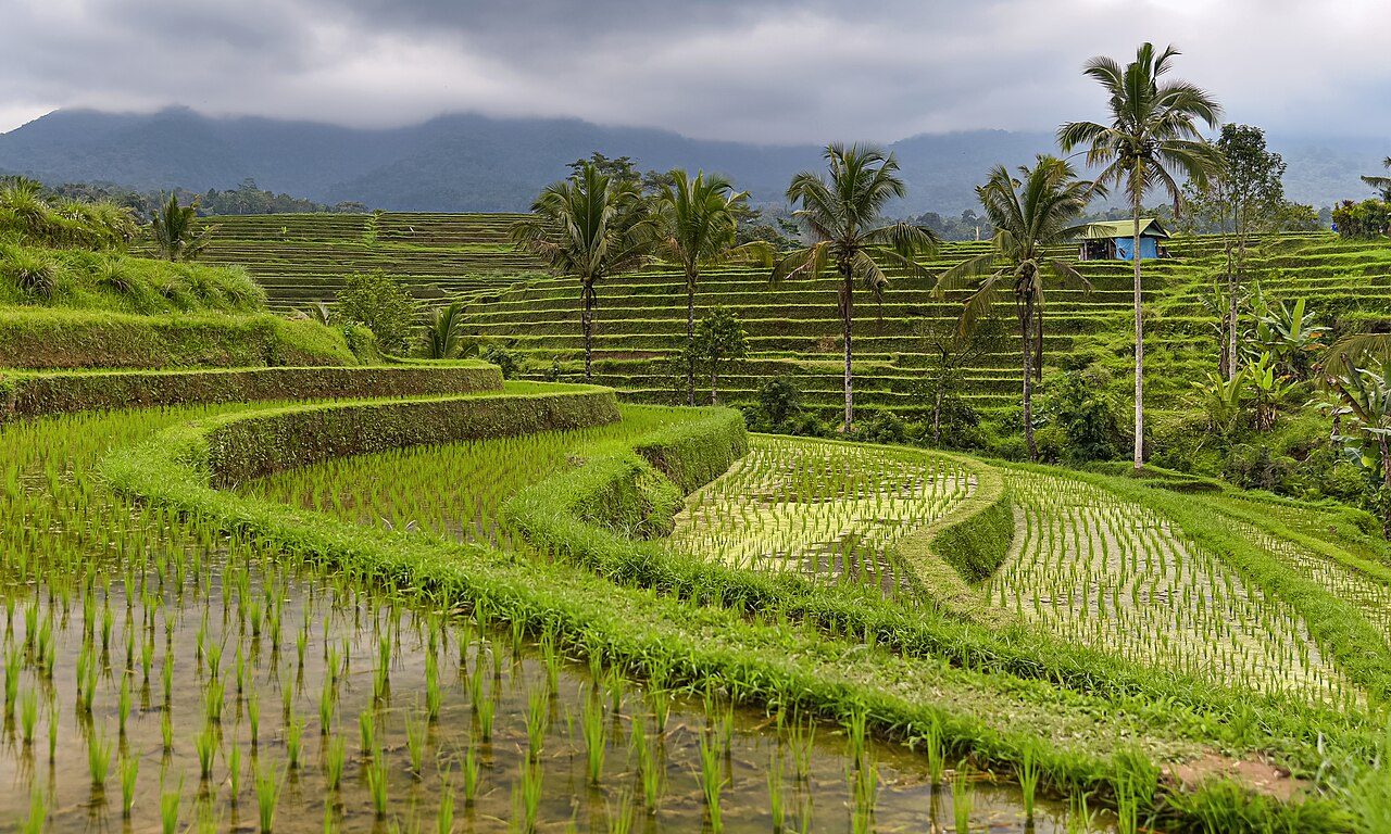Jatiluwih Rice Terraces