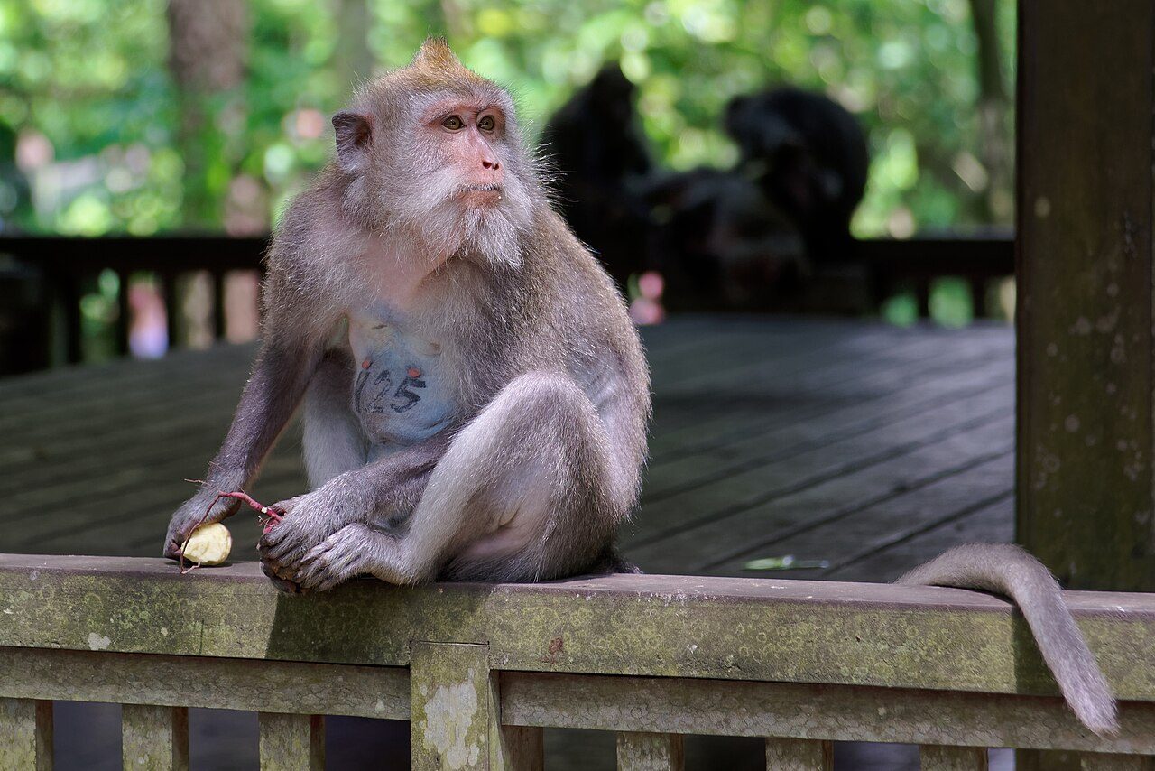 Ubud Monkey Forest