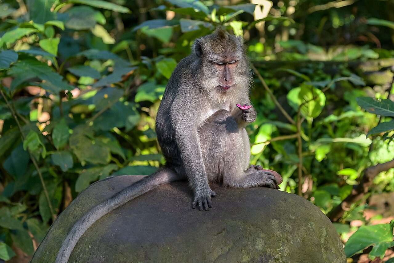 Ubud Monkey Forest