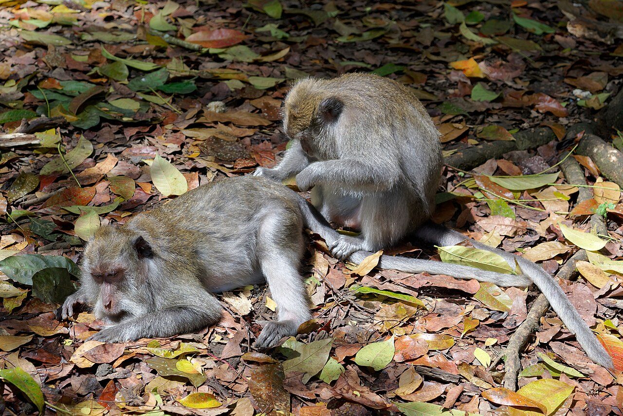Ubud Monkey Forest