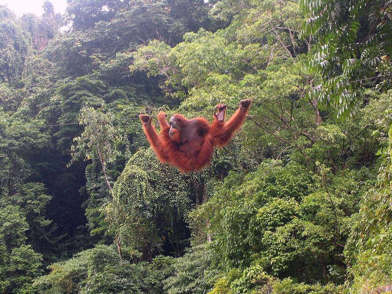 Bukit Lawang