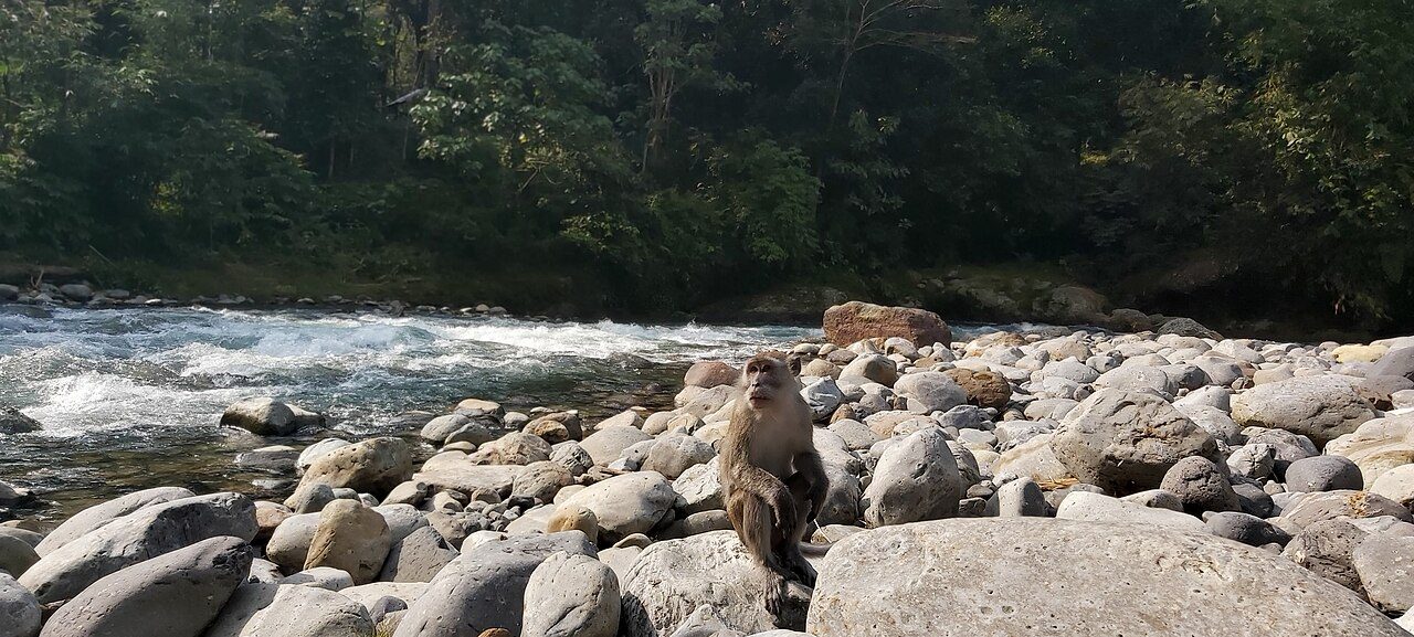 Bukit Lawang