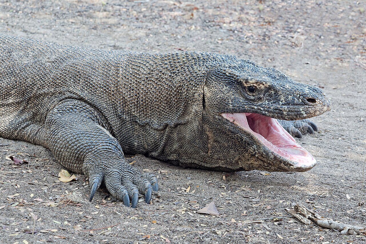 Komodo National Park