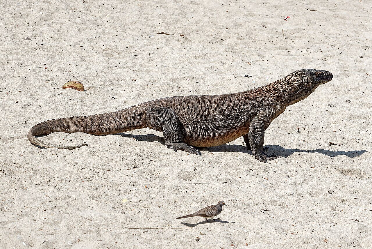 Komodo National Park