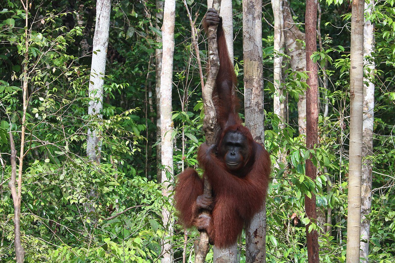 Tanjung Puting National Park