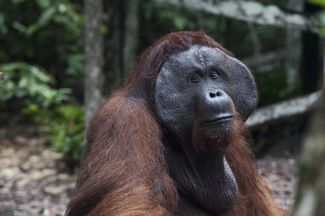 Tanjung Puting National Park