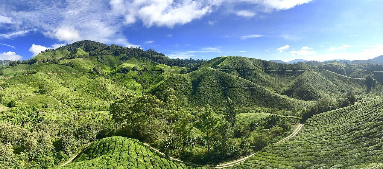 Cameron Highlands Tea Plantations