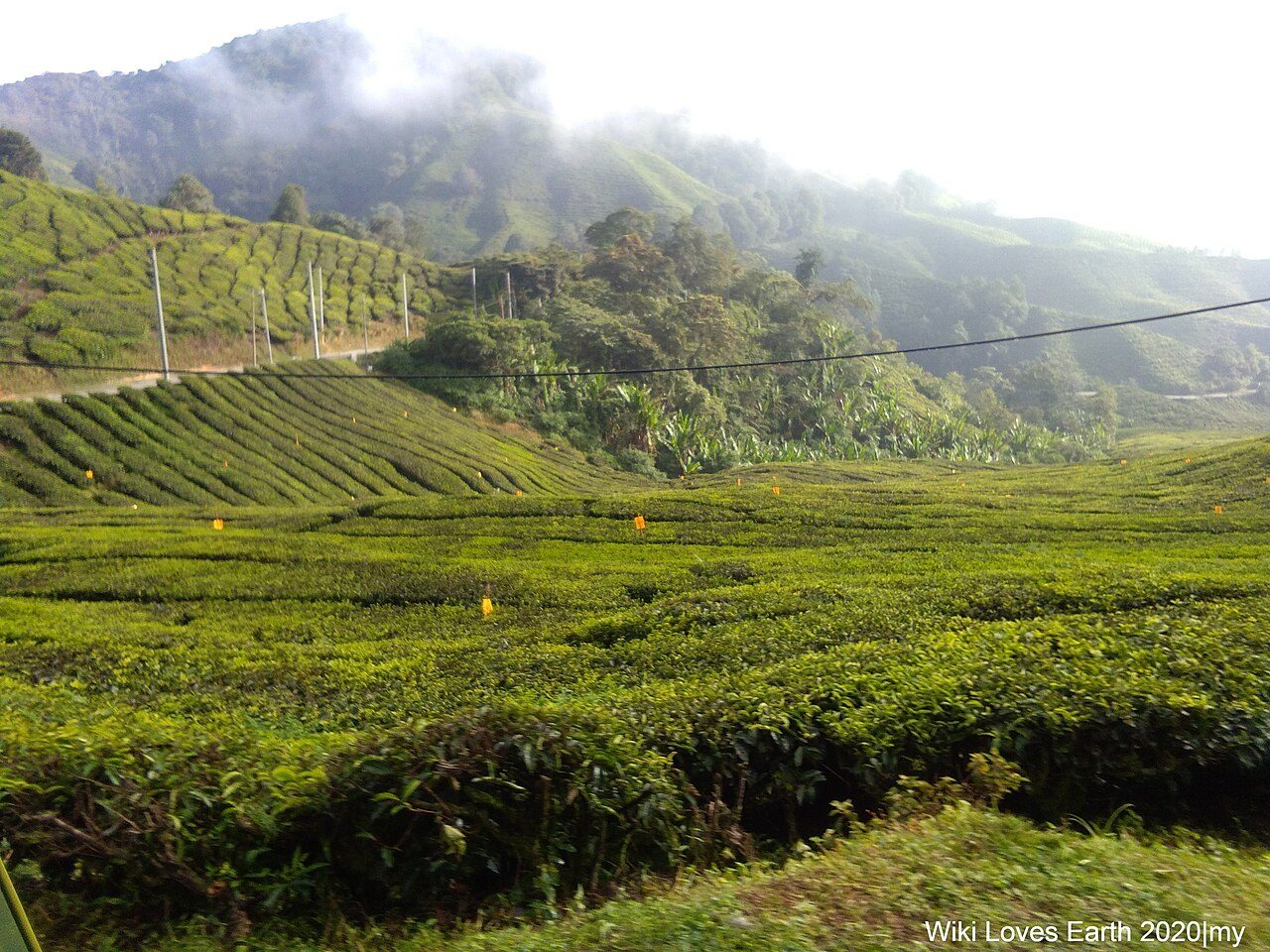Cameron Highlands Tea Plantations