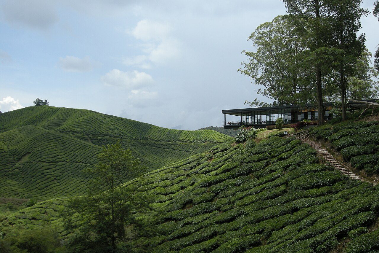 Cameron Highlands Tea Plantations