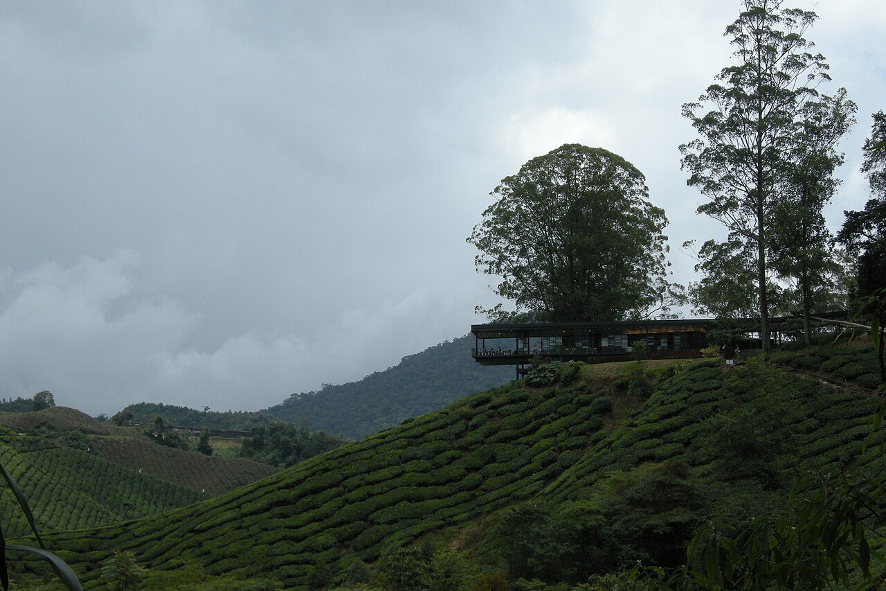 Cameron Highlands Tea Plantations