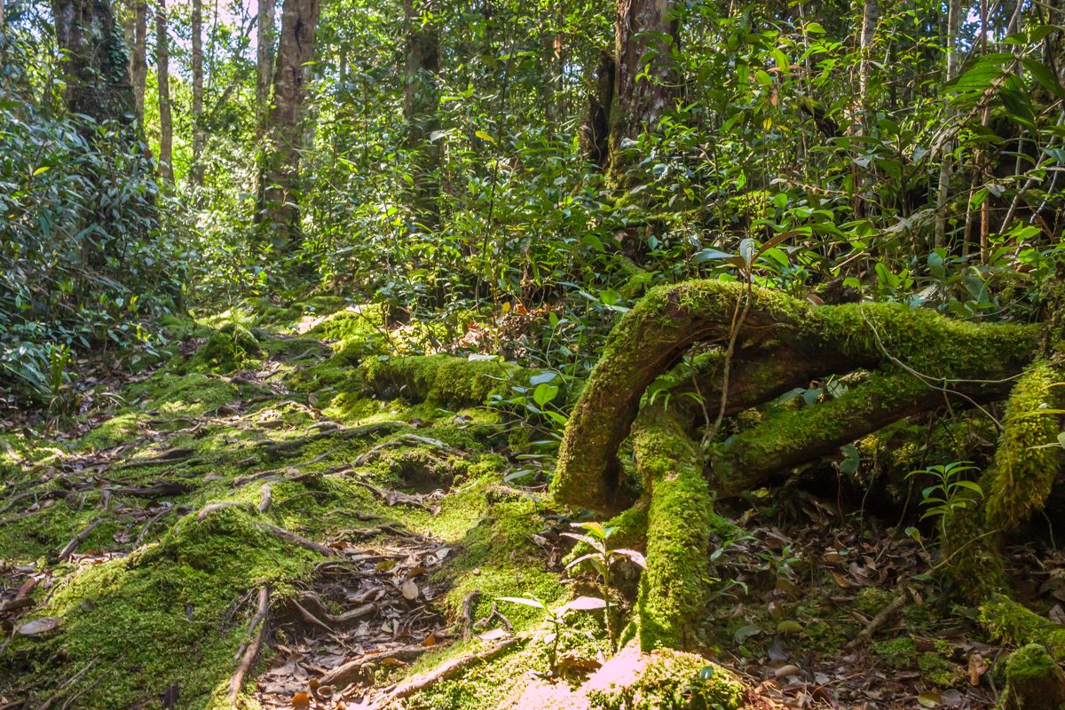 Mossy Forest