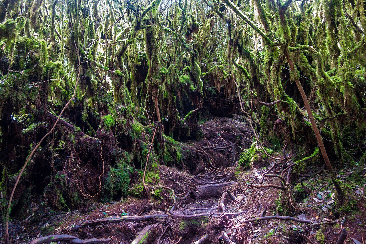 Mossy Forest