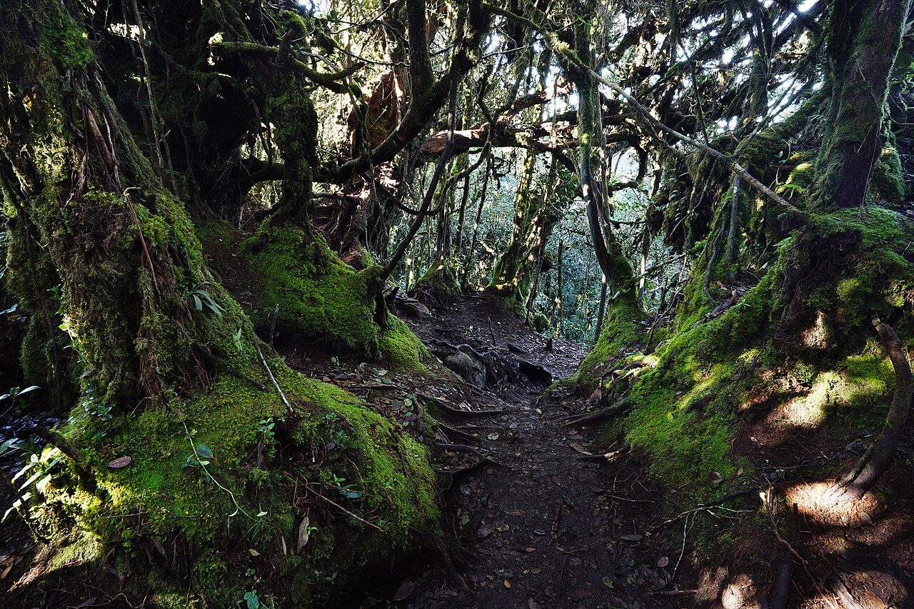 Mossy Forest