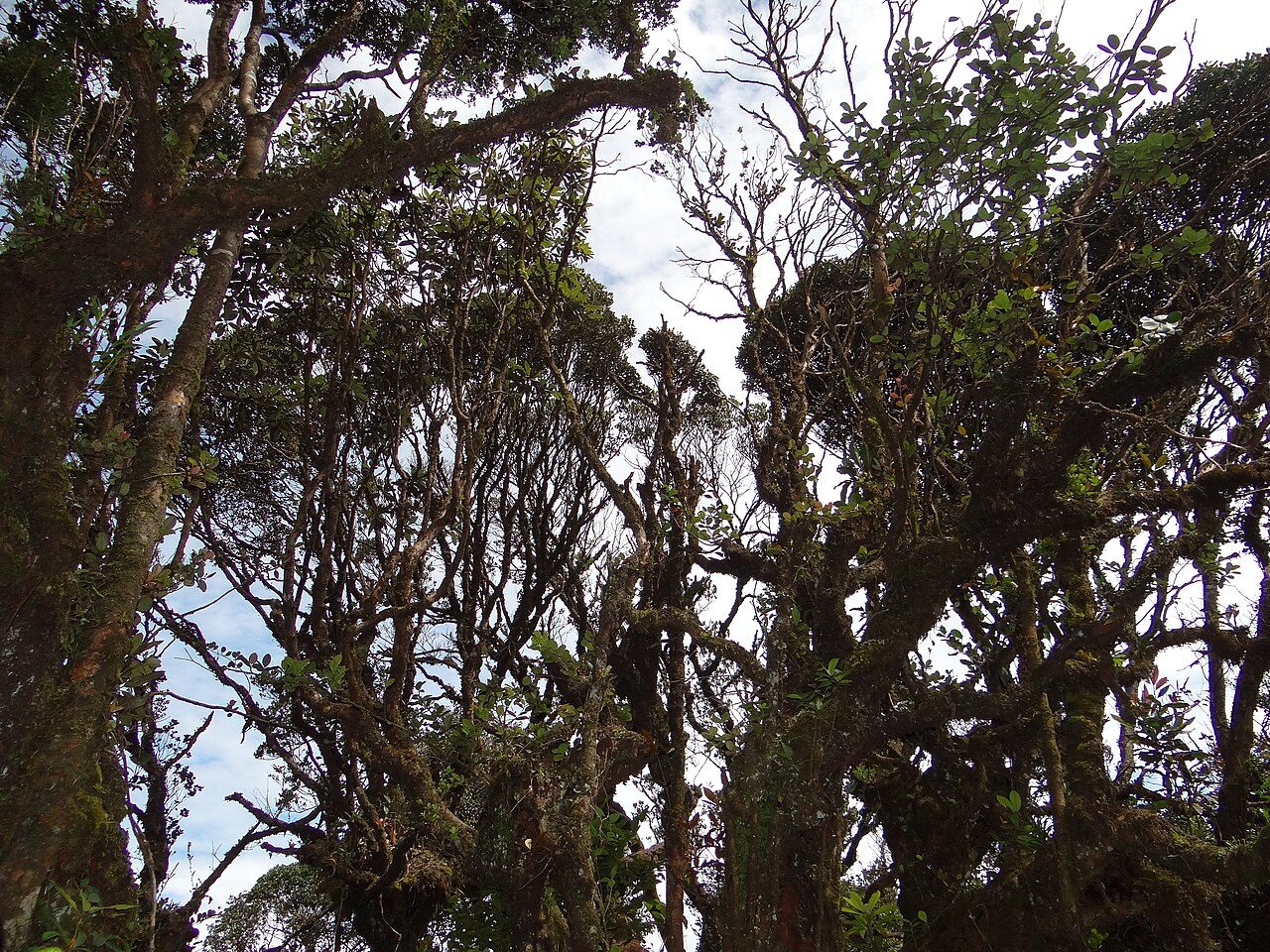 Mossy Forest