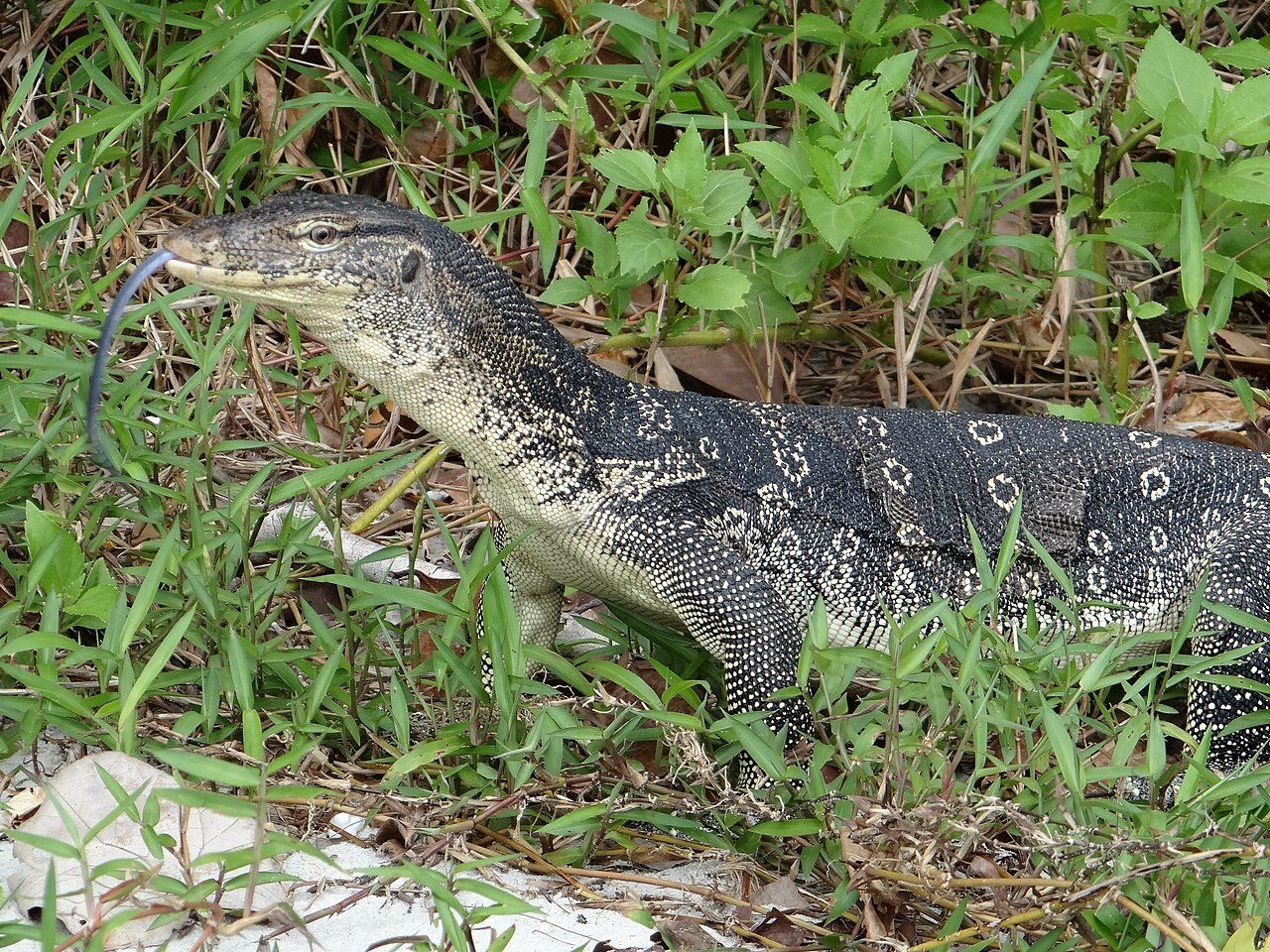 Penang National Park