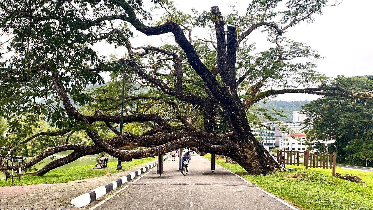 Taiping Lake Gardens