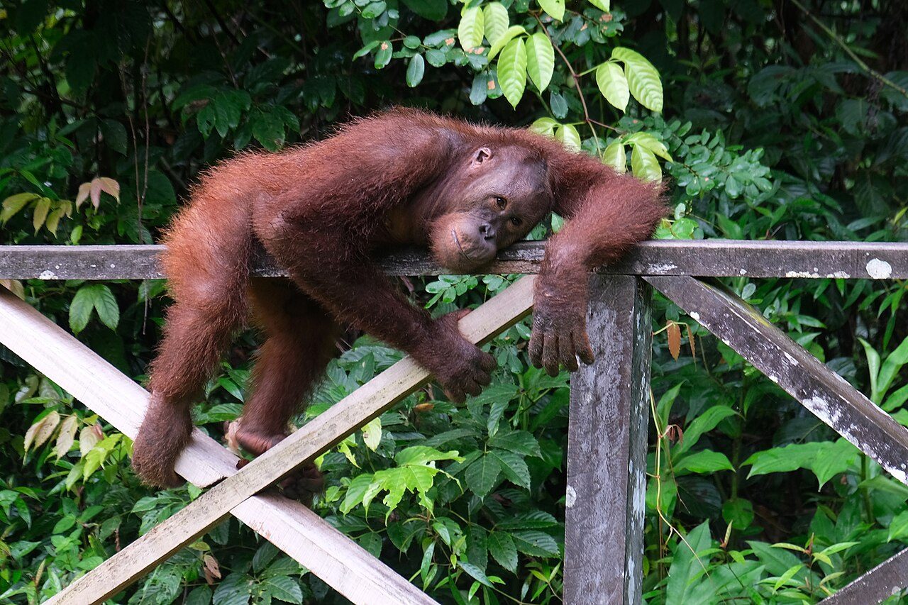 Sepilok Orangutan Rehabilitation Centre