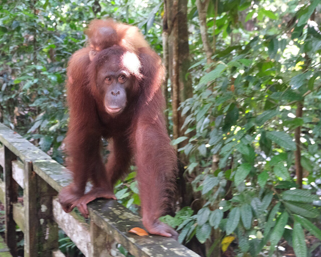 Sepilok Orangutan Rehabilitation Centre