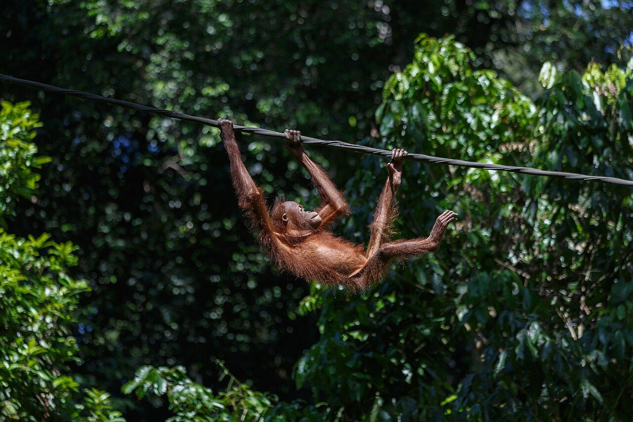 Sepilok Orangutan Rehabilitation Centre