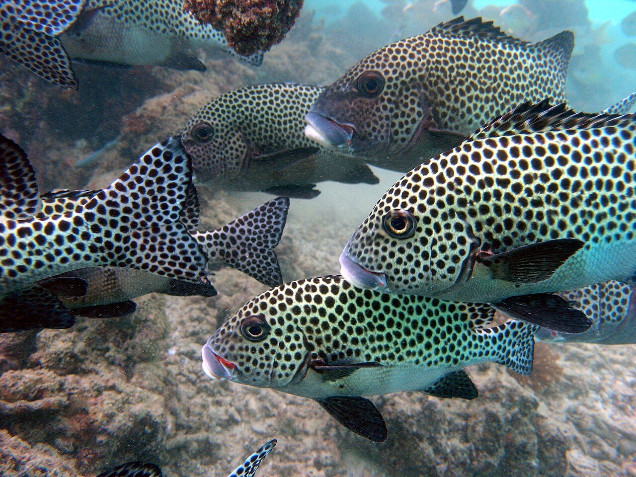 Sipadan
