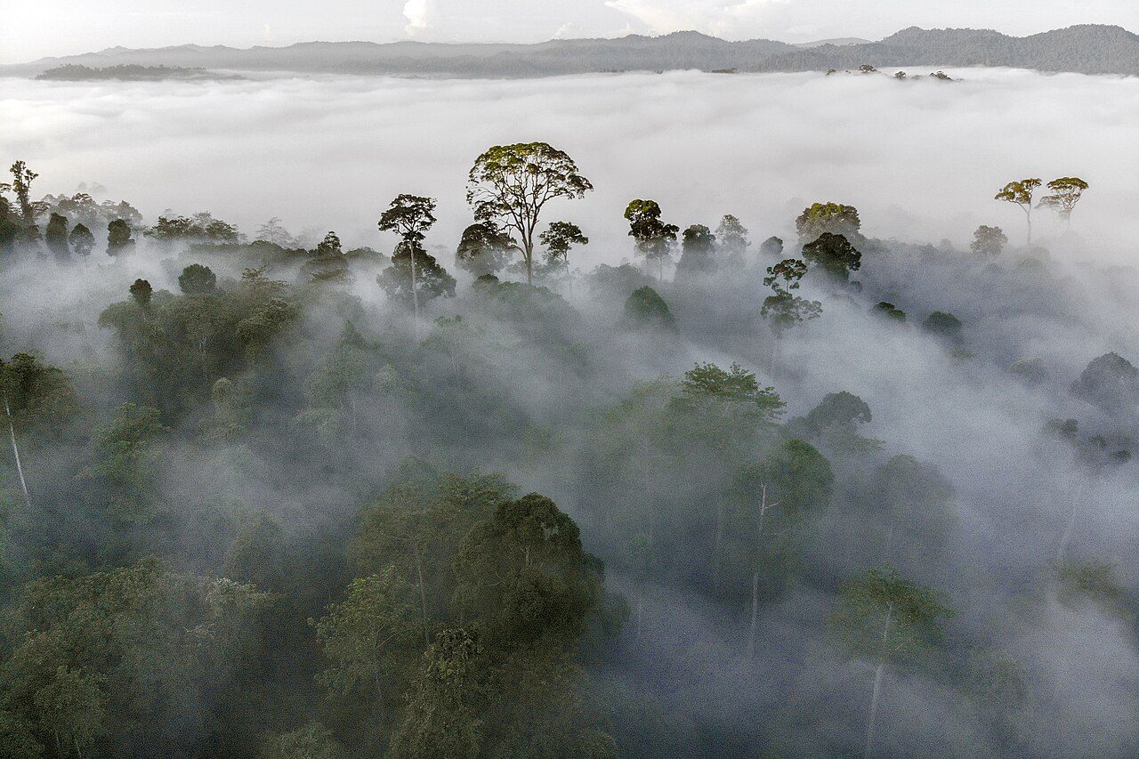 Danum Valley