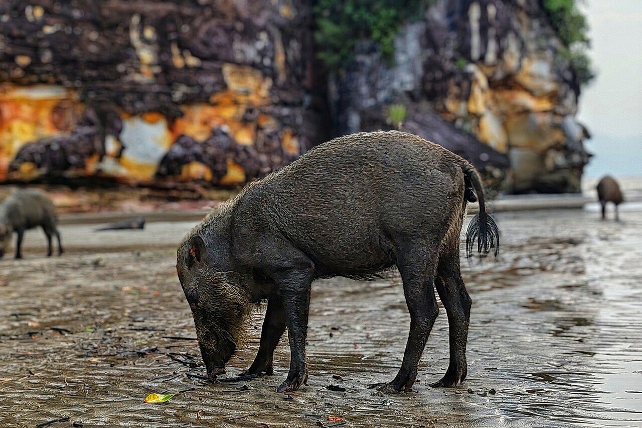 Bako National Park
