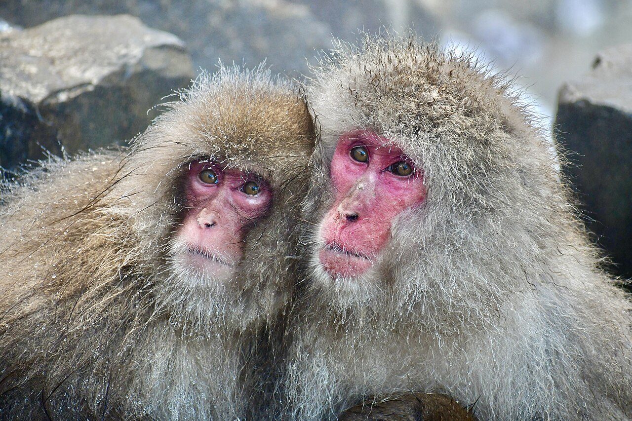 Jigokudani Monkey Park